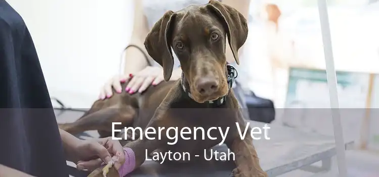Emergency Vet Layton - Utah