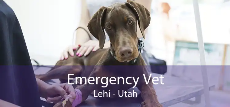 Emergency Vet Lehi - Utah