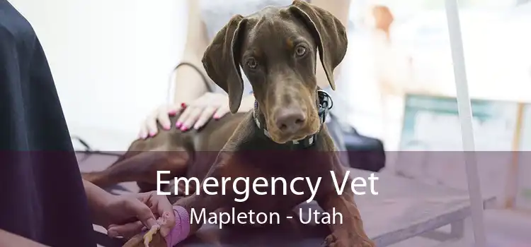 Emergency Vet Mapleton - Utah