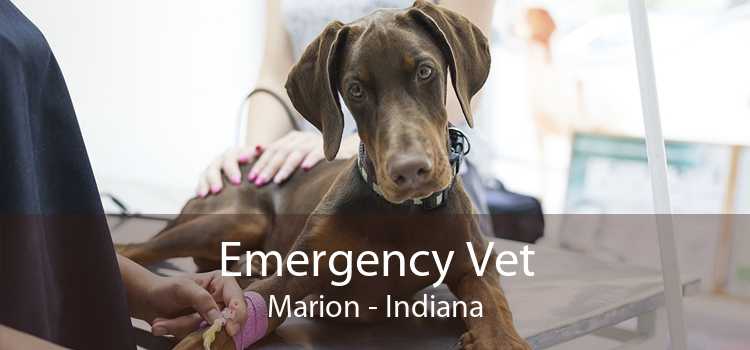 Emergency Vet Marion - Indiana