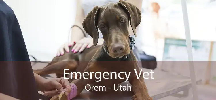 Emergency Vet Orem - Utah
