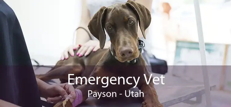 Emergency Vet Payson - Utah