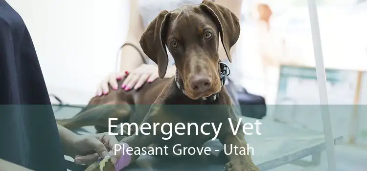 Emergency Vet Pleasant Grove - Utah
