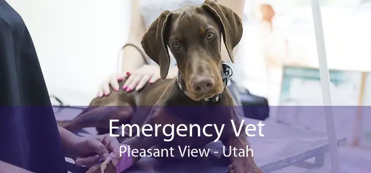 Emergency Vet Pleasant View - Utah