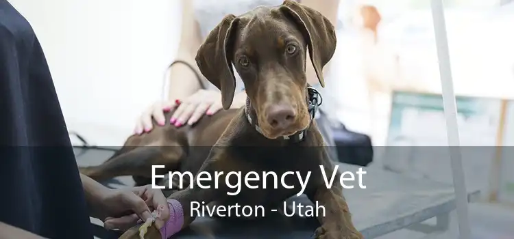 Emergency Vet Riverton - Utah