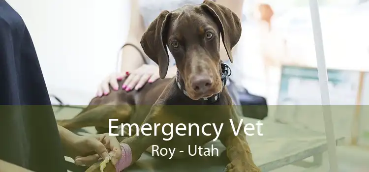 Emergency Vet Roy - Utah