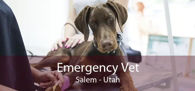Emergency Vet Salem - Utah