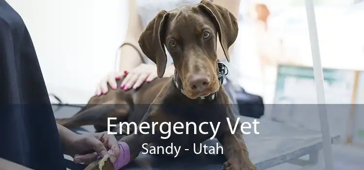 Emergency Vet Sandy - Utah