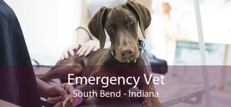 Emergency Vet South Bend - Indiana