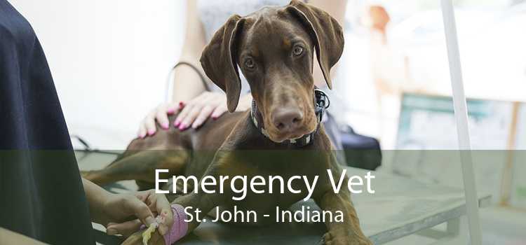 Emergency Vet St. John - Indiana