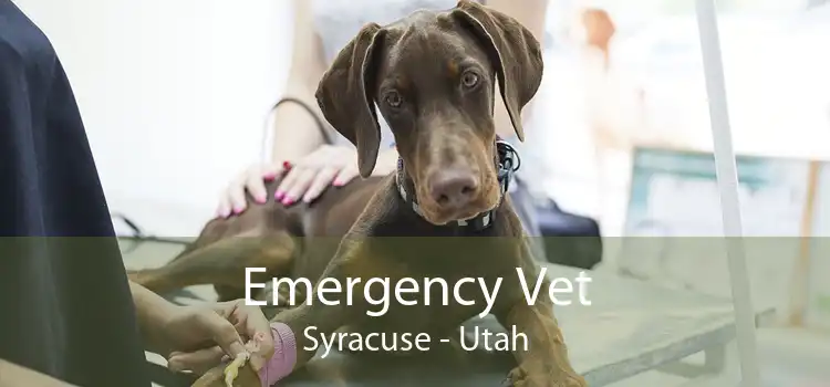 Emergency Vet Syracuse - Utah
