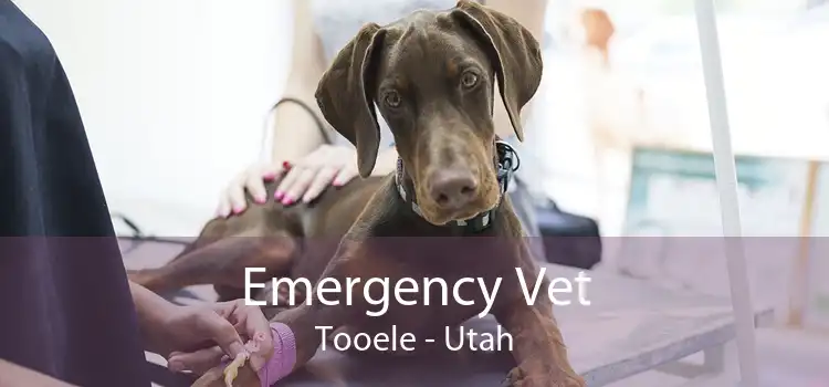 Emergency Vet Tooele - Utah