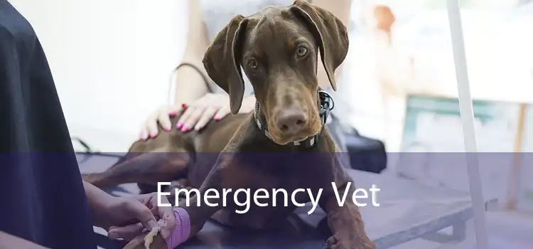 Emergency Vet