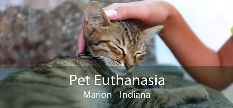 Pet Euthanasia Marion - Indiana
