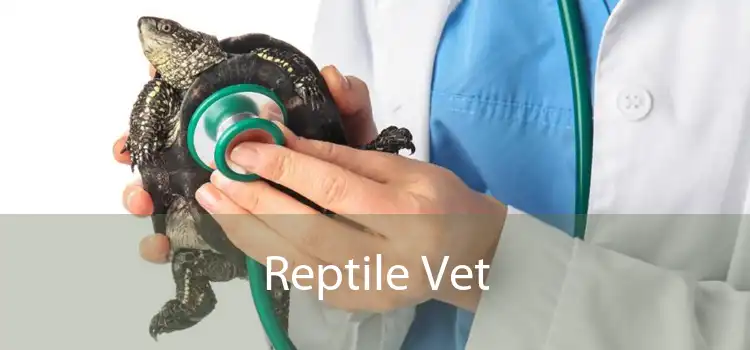 Reptile Vet