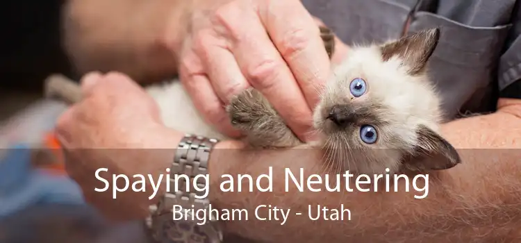 Spaying and Neutering Brigham City - Utah