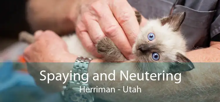 Spaying and Neutering Herriman - Utah