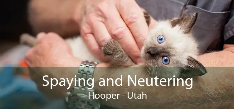 Spaying and Neutering Hooper - Utah