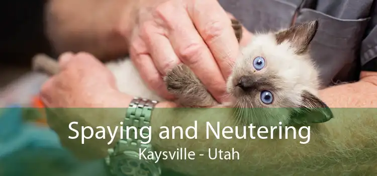 Spaying and Neutering Kaysville - Utah