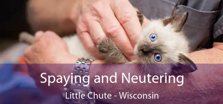 Spaying and Neutering Little Chute - Wisconsin