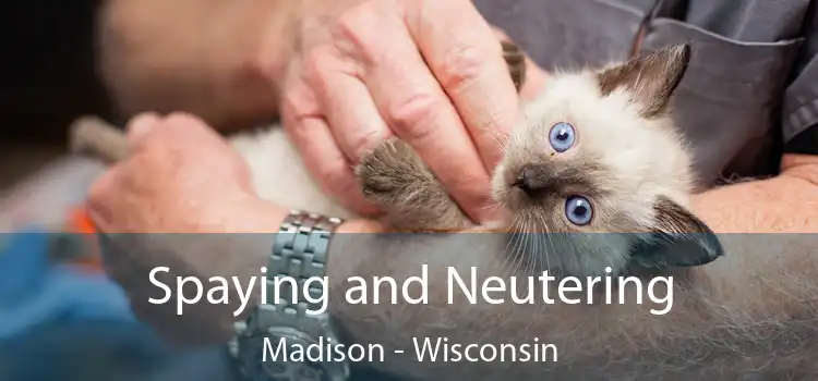 Spaying and Neutering Madison - Wisconsin