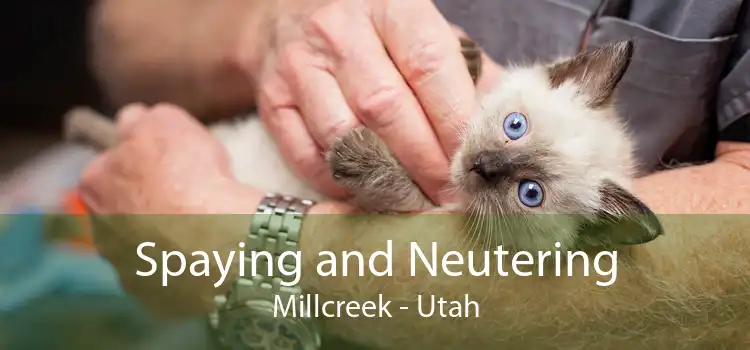Spaying and Neutering Millcreek - Utah