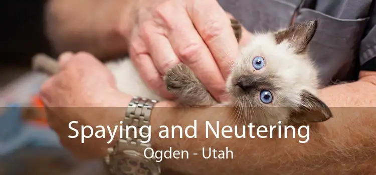 Spaying and Neutering Ogden - Utah