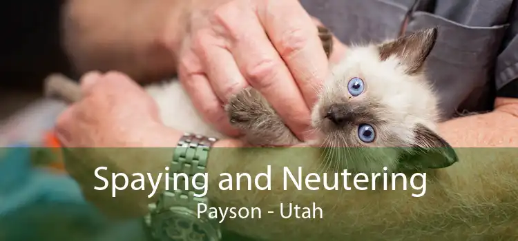 Spaying and Neutering Payson - Utah