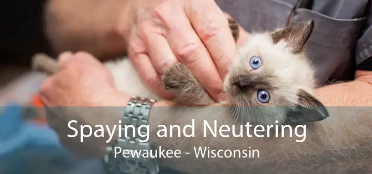 Spaying and Neutering Pewaukee - Wisconsin
