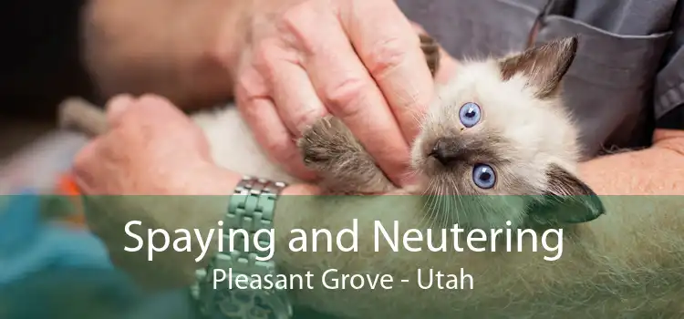Spaying and Neutering Pleasant Grove - Utah
