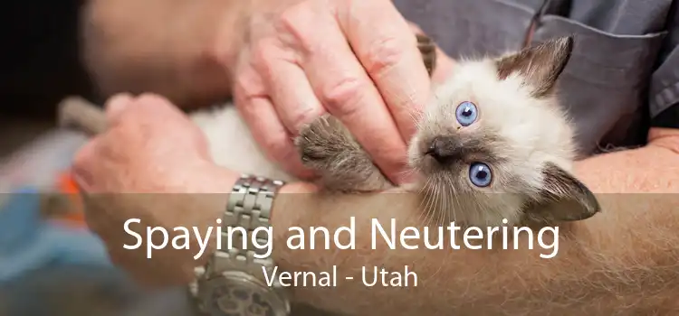 Spaying and Neutering Vernal - Utah