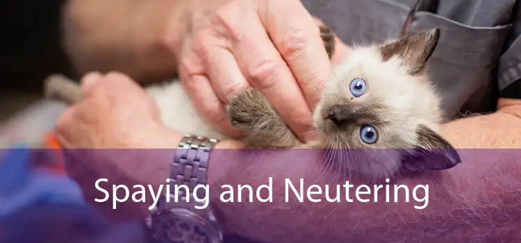 Spaying and Neutering