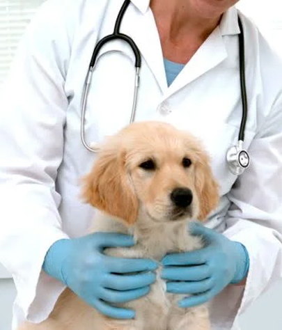 Veterinarian Clinic West Lafayette - Emergency Vet And Pet Clinic Near Me