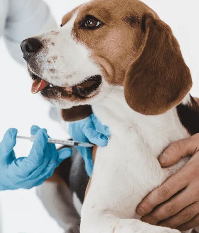 Dog Vaccinations in Brownsburg
