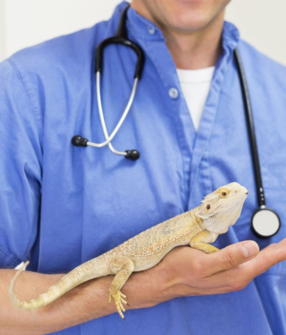 Independence Reptile Vet