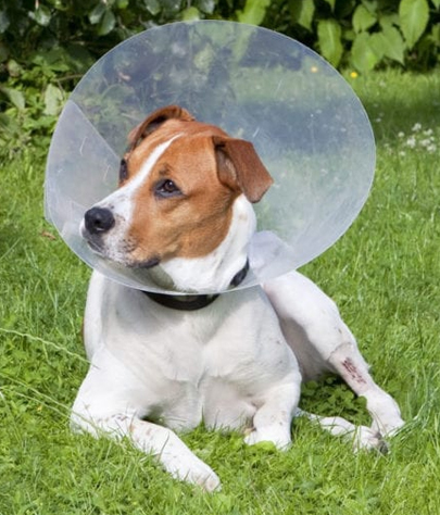 Zionsville Spaying And Neutering