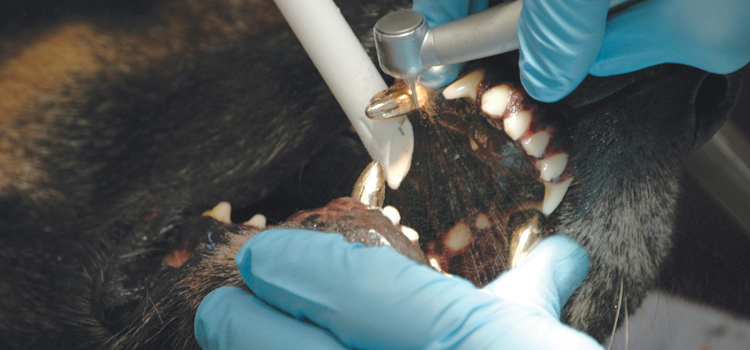Anesthetic Dentistry in Kearns