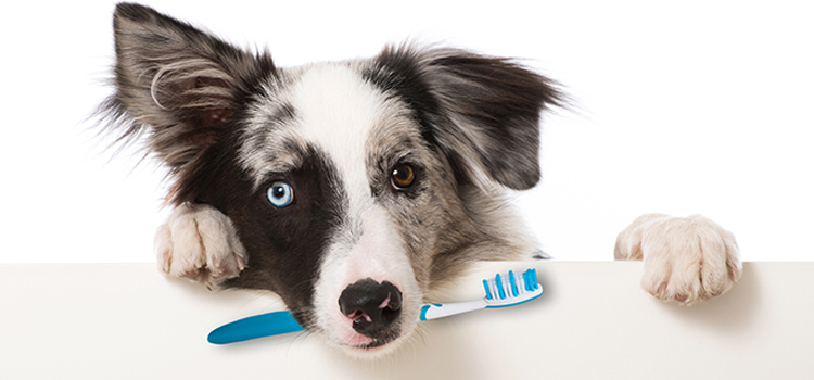 Anesthetic Dog Dentistry