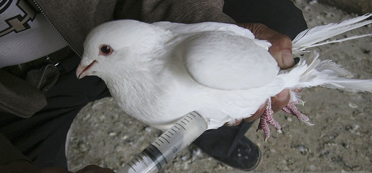 bird regular veterinary hospital