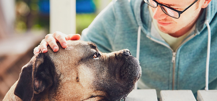 Dog Euthanasia Drugs