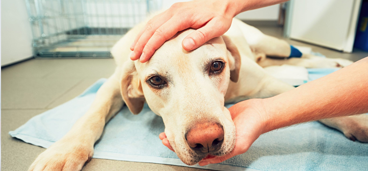 pet emergency infirmary