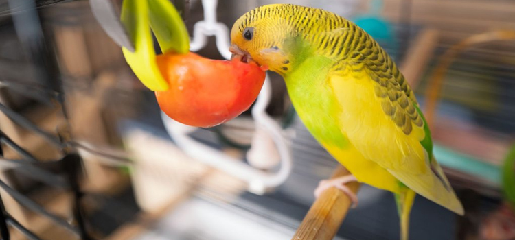 animal hospital nutritional counseling