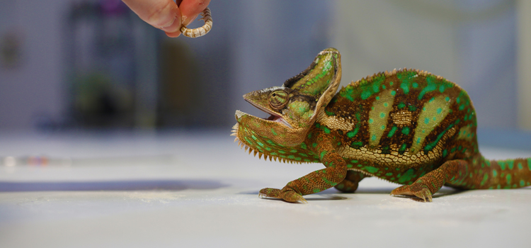 experienced vet care for reptiles in Greenfield