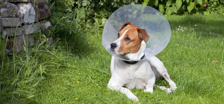 spay and neuter facilities